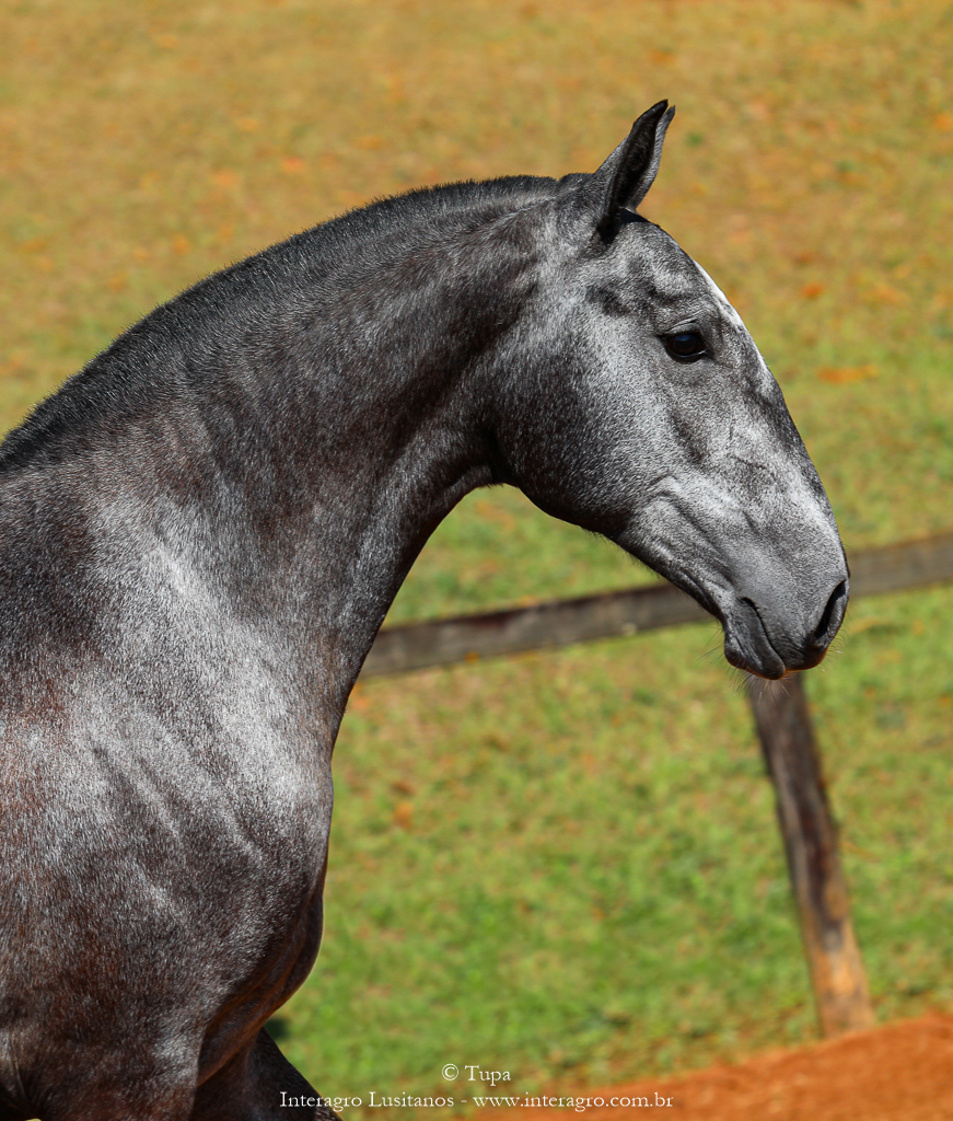 Opípara Interagro, grey lusitano filly for sale at the 18th Interagro Yearlings Auction (August 31st, 2019)