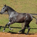 Opípara Interagro, grey lusitano filly for sale at the 18th Interagro Yearlings Auction (August 31st, 2019)