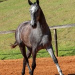 Opípara Interagro, grey lusitano filly for sale at the 18th Interagro Yearlings Auction (August 31st, 2019)