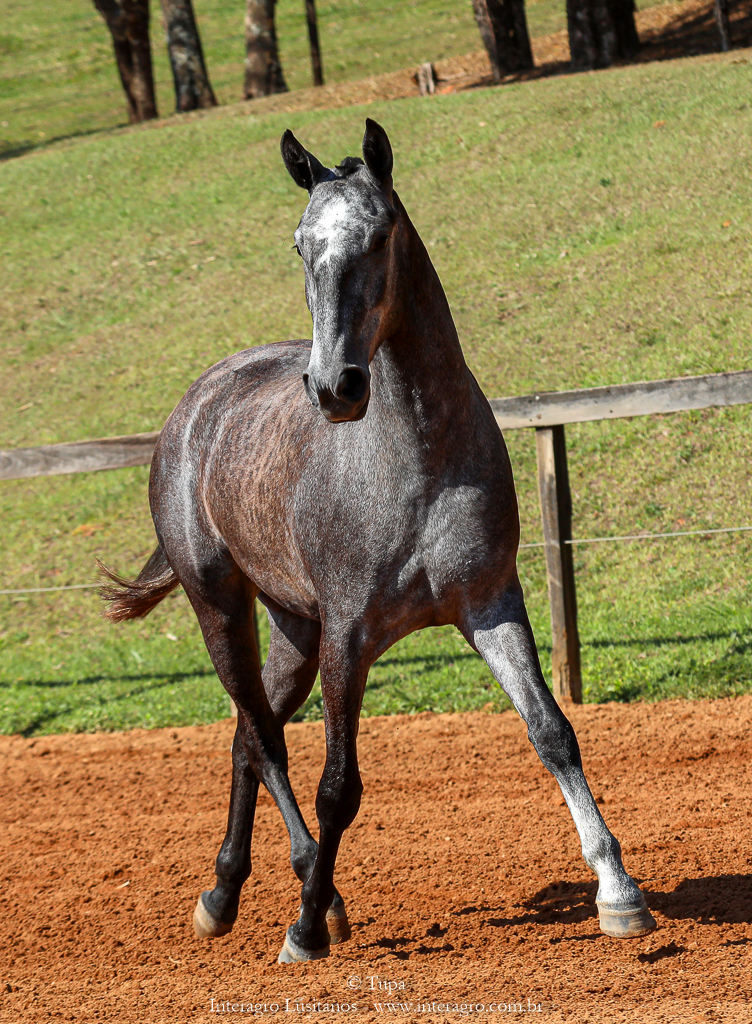 Opípara Interagro, grey lusitano filly for sale at the 18th Interagro Yearlings Auction (August 31st, 2019)