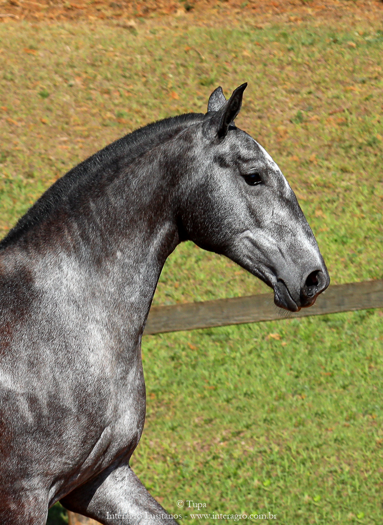 Opípara Interagro, grey lusitano filly for sale at the 18th Interagro Yearlings Auction (August 31st, 2019)