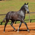 Opípara Interagro, grey lusitano filly for sale at the 18th Interagro Yearlings Auction (August 31st, 2019)