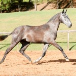 Opípara Interagro, grey lusitano filly for sale at the 18th Interagro Yearlings Auction (August 31st, 2019)