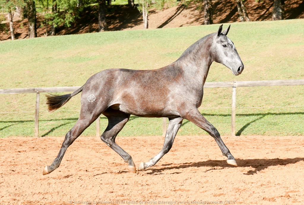 Opípara Interagro, grey lusitano filly for sale at the 18th Interagro Yearlings Auction (August 31st, 2019)