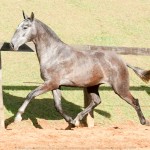 Opípara Interagro, grey lusitano filly for sale at the 18th Interagro Yearlings Auction (August 31st, 2019)