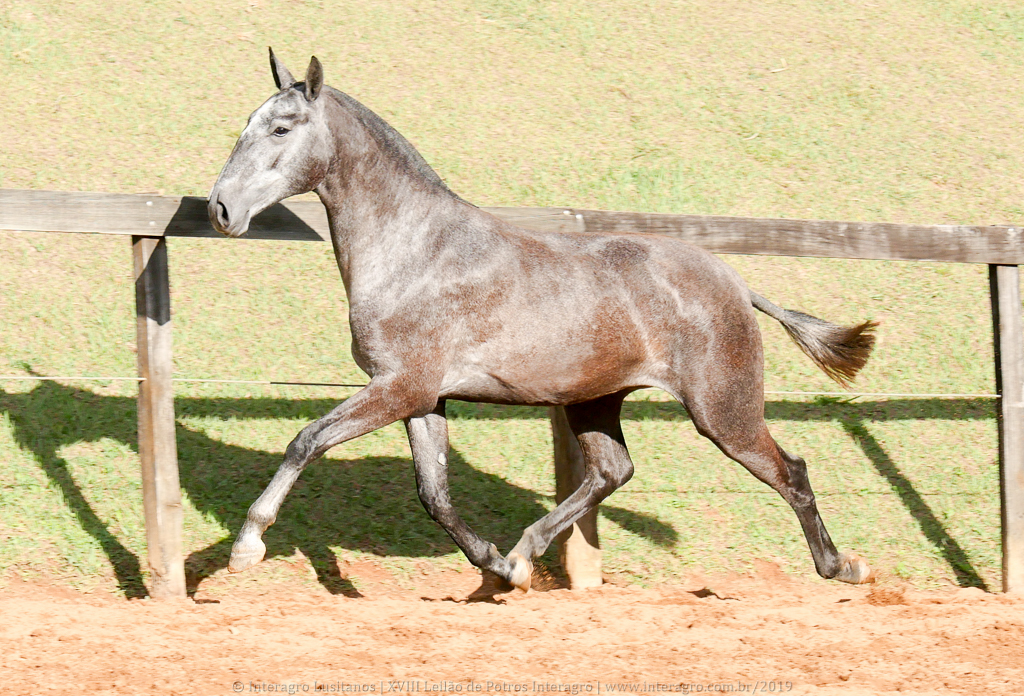 Opípara Interagro, grey lusitano filly for sale at the 18th Interagro Yearlings Auction (August 31st, 2019)