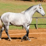 Opus Interagro, grey Lusitano colt for sale at the 18th Interagro Yearlings Auction (Aug 31,2019)