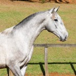 Opus Interagro, grey Lusitano colt for sale at the 18th Interagro Yearlings Auction (Aug 31,2019)