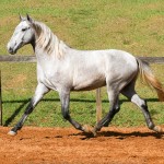 Opus Interagro, grey Lusitano colt for sale at the 18th Interagro Yearlings Auction (Aug 31,2019)