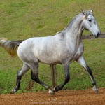 Opus Interagro, grey Lusitano colt for sale at the 18th Interagro Yearlings Auction (Aug 31,2019)