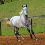 Opus Interagro, grey Lusitano colt for sale at the 18th Interagro Yearlings Auction (Aug 31,2019)