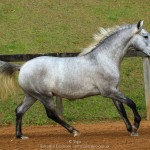 Opus Interagro, grey Lusitano colt for sale at the 18th Interagro Yearlings Auction (Aug 31,2019)