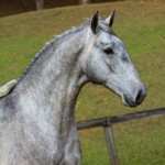 Opus Interagro, grey Lusitano colt for sale at the 18th Interagro Yearlings Auction (Aug 31,2019)
