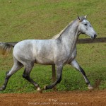 Opus Interagro, grey Lusitano colt for sale at the 18th Interagro Yearlings Auction (Aug 31,2019)