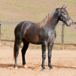 Orage Interagro, Lusitano colt for sale at 18th Interagro Yearlings Auction (August 31, 2019)