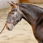 Orage Interagro, Lusitano colt for sale
