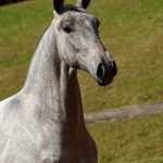 Persona Interagro, Lusitano grey filly for sale at the 18th Interagro Yearlings Auction (August 31st, 2019)/Interagro Lusitanos