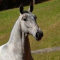 Persona Interagro, Lusitano grey filly for sale at the 18th Interagro Yearlings Auction (August 31st, 2019)/Interagro Lusitanos