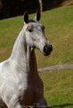 Persona Interagro, Lusitano grey filly for sale at the 18th Interagro Yearlings Auction (August 31st, 2019)/Interagro Lusitanos