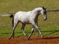 Persona Interagro, Lusitano grey filly for sale at the 18th Interagro Yearlings Auction (August 31st, 2019)/Interagro Lusitanos