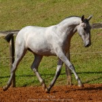 Persona Interagro, Lusitano grey filly for sale at the 18th Interagro Yearlings Auction (August 31st, 2019)/Interagro Lusitanos