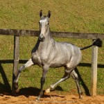 Pietá Interagro, grey Lusitano filly for sale at the 18th Interagro Yearlings Auction (August 31, 2019)