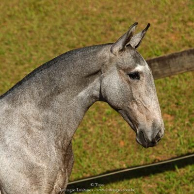 Pietá Interagro, grey Lusitano filly for sale at the 18th Interagro Yearlings Auction (August 31, 2019)