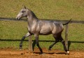 Polemon Interagro, grey Lusitano foal for sale at the 18th Interagro Yearlings Auction (August 31, 2019)