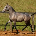 Polemon Interagro, grey Lusitano foal for sale at the 18th Interagro Yearlings Auction (August 31, 2019)