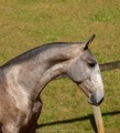 Polemon Interagro, grey Lusitano foal for sale at the 18th Interagro Yearlings Auction (August 31, 2019)