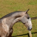 Polemon Interagro, grey Lusitano foal for sale at the 18th Interagro Yearlings Auction (August 31, 2019)