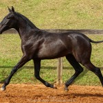 Poppy Interagro, grey Lusitano filly for sale at the 18th Interagro Yearlings Auction (August 31st, 2019)