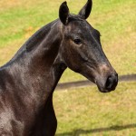 Poppy Interagro, grey Lusitano filly for sale at the 18th Interagro Yearlings Auction (August 31st, 2019)