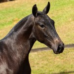 Poppy Interagro, grey Lusitano filly for sale at the 18th Interagro Yearlings Auction (August 31st, 2019)