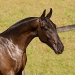 Poseidon Interagro, black Lusitano foal for sale at 18th Interagro Yearlings Auction (August 31st, 2019)