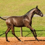 Poseidon Interagro, black Lusitano foal for sale at 18th Interagro Yearlings Auction (August 31st, 2019)