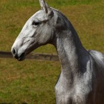 Prímula Interagro, grey Lusitano filly for sale at the 18th Interagro Yearlings Auction (August 31, 2019)