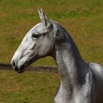 Prímula Interagro, grey Lusitano filly for sale at the 18th Interagro Yearlings Auction (August 31, 2019)