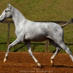 Prímula Interagro, grey Lusitano filly for sale at the 18th Interagro Yearlings Auction (August 31, 2019)