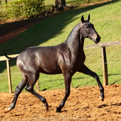 Protetor Interagro Lusitano à venda no XVIII Leilão de Potros Interagro (31/08/2019) em Itapira - SP.