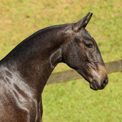 Protetor Interagro Lusitano à venda no XVIII Leilão de Potros Interagro (31/08/2019) em Itapira - SP.