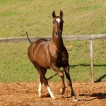 Púnico Interagro, chestnut Lusitano foal for sale at the 18th Interagro Yearlings Auction (August 31st, 2019)