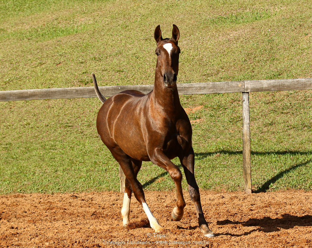 Púnico Interagro, chestnut Lusitano foal for sale at the 18th Interagro Yearlings Auction (August 31st, 2019)