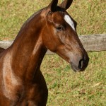 Púnico Interagro, chestnut Lusitano foal for sale at the 18th Interagro Yearlings Auction (August 31st, 2019)