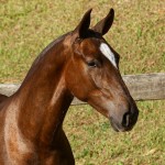 Púnico Interagro, chestnut Lusitano foal for sale at the 18th Interagro Yearlings Auction (August 31st, 2019)