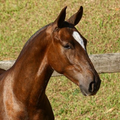 Púnico Interagro, chestnut Lusitano foal for sale at the 18th Interagro Yearlings Auction (August 31st, 2019)