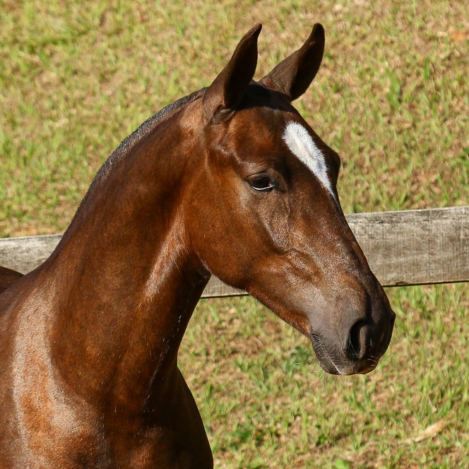 Púnico Interagro, chestnut Lusitano foal for sale at the 18th Interagro Yearlings Auction (August 31st, 2019)