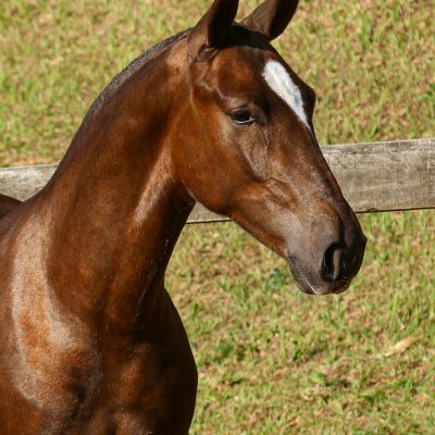 Púnico Interagro, chestnut Lusitano foal for sale at the 18th Interagro Yearlings Auction (August 31st, 2019)