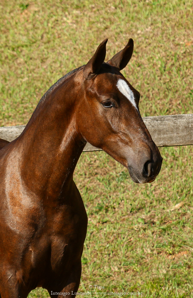 Púnico Interagro, chestnut Lusitano foal for sale at the 18th Interagro Yearlings Auction (August 31st, 2019)