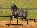 Pyrrhus Interagro, grey Lusitano foal